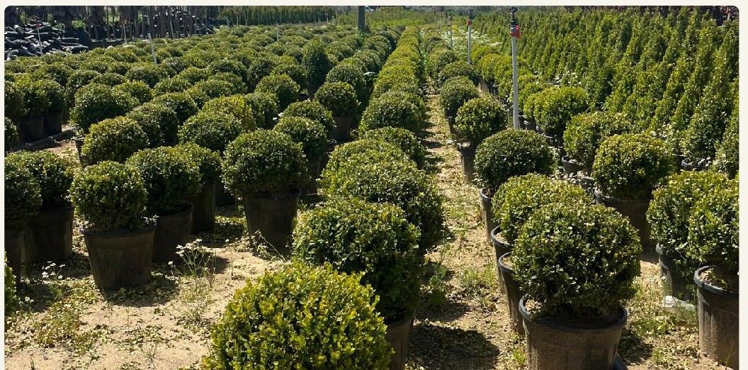 Rows of ball boxwood at the production site