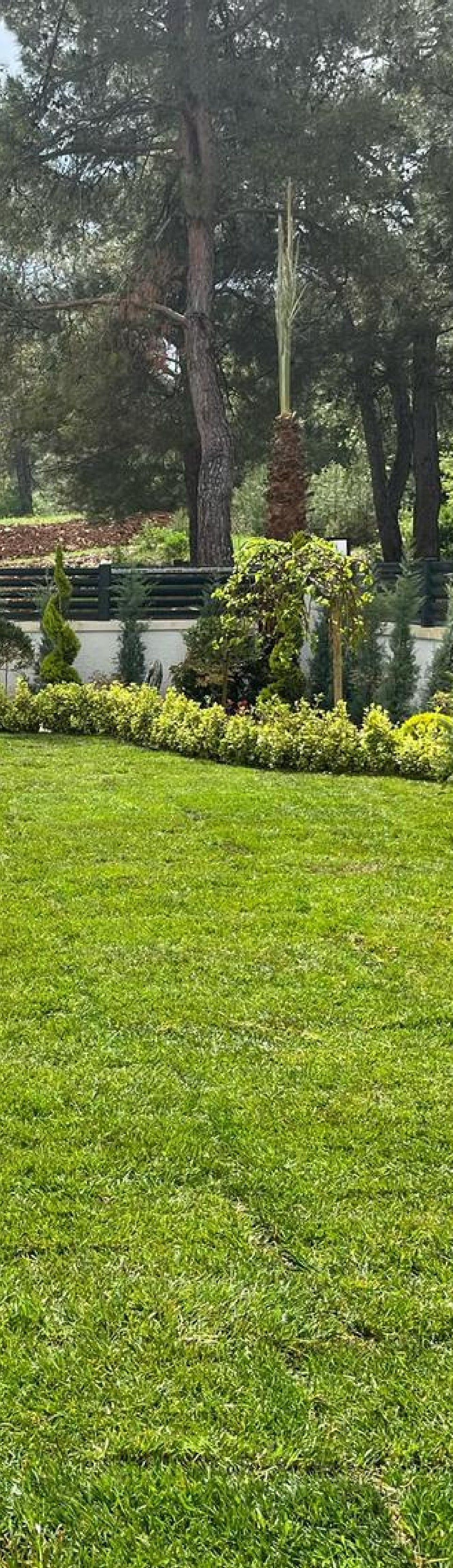 Uniform lawn in front of cypress boundary planting