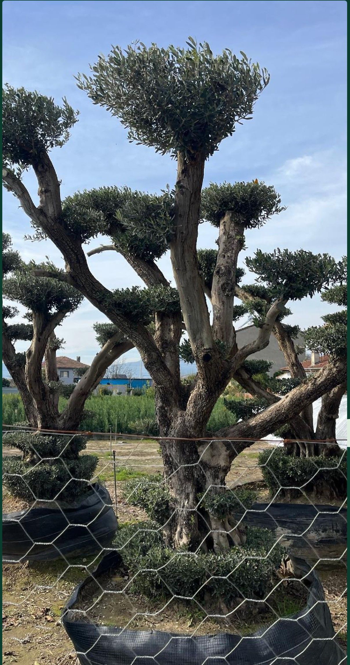 Mature formed olive tree at the production site