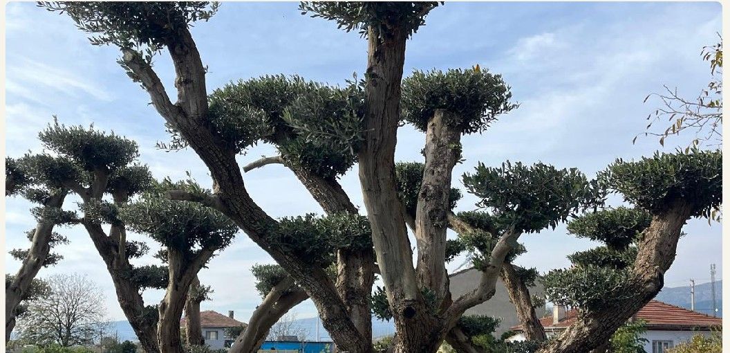 Formed olive trees at the production site