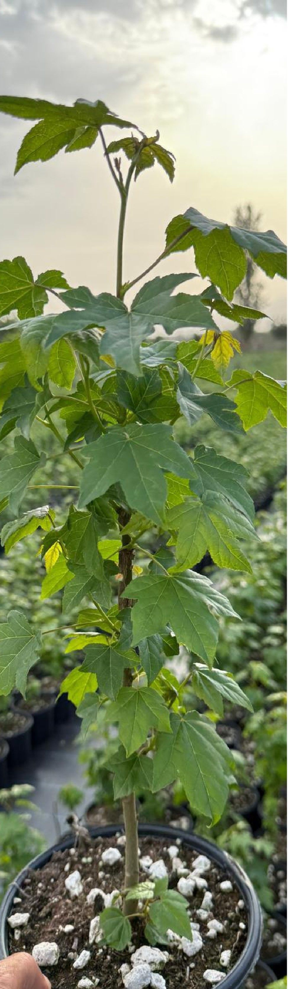Maple saplings grown for afforestation at the production site
