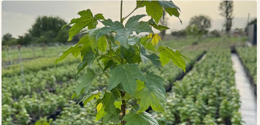 Maple sapling at the production site