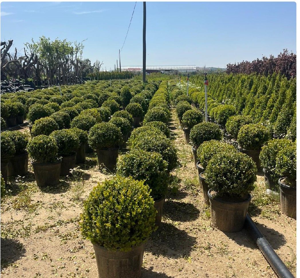 Extensive plant stock