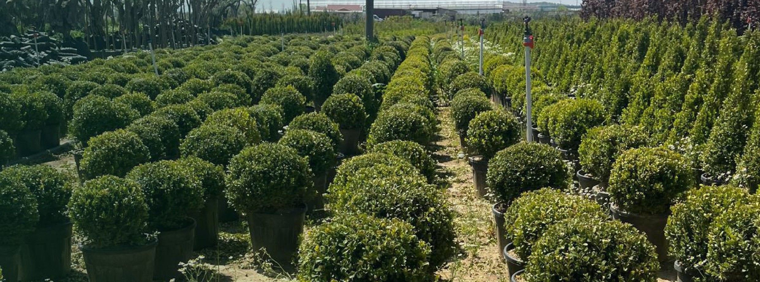 Wide production field with boxwood stock