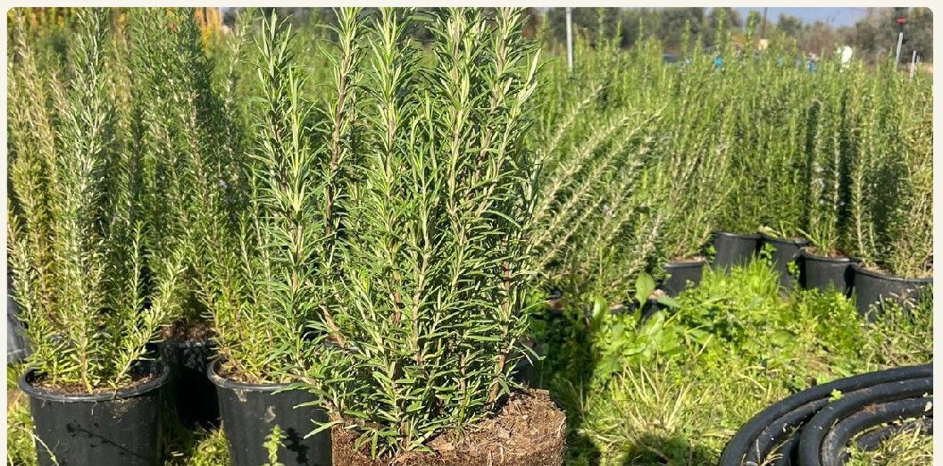 Rosemary production