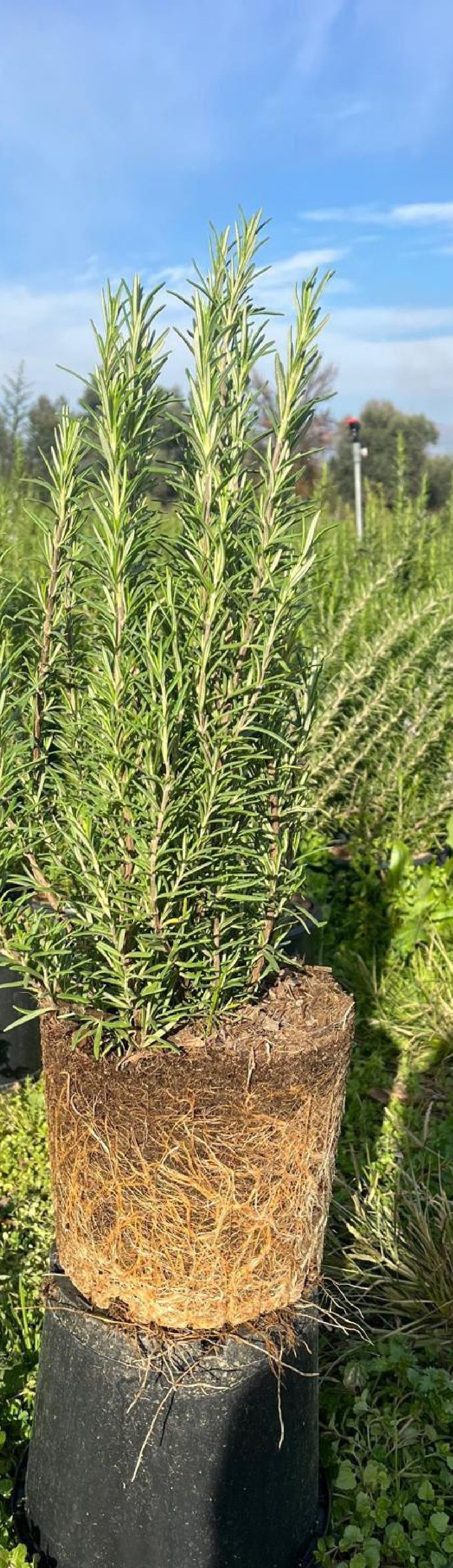 Rosemary sapling with a healthy root structure