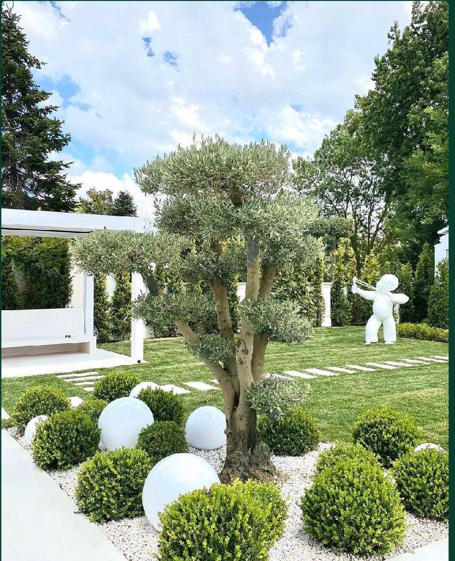 Villa garden with maintained formed olive and boxwoods
