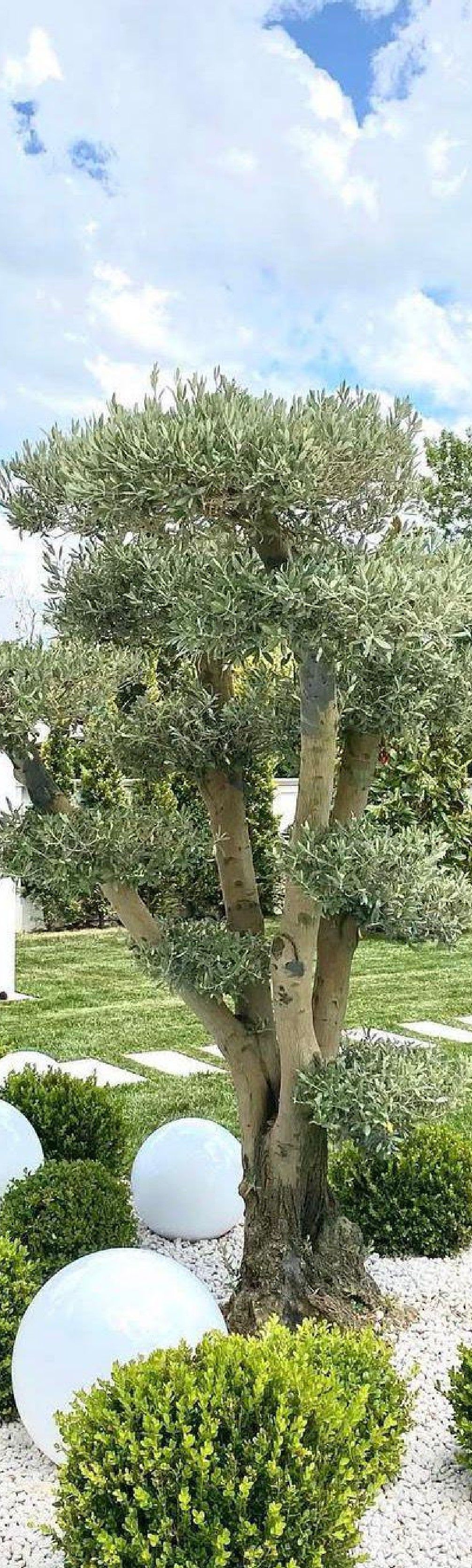 Formed olive tree and ball boxwoods in a villa garden