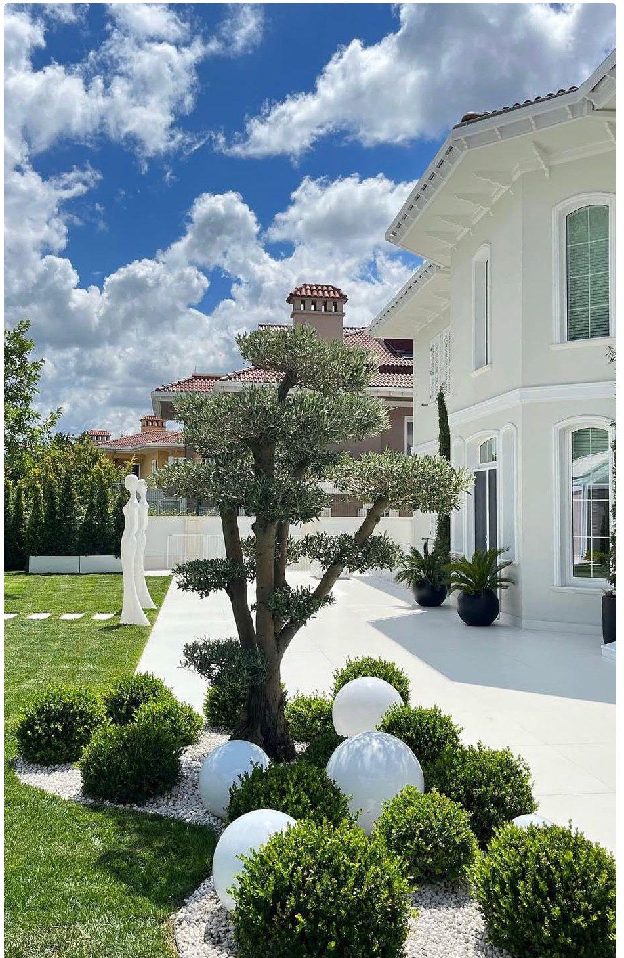 Villa garden landscape with formed olive and ball boxwoods